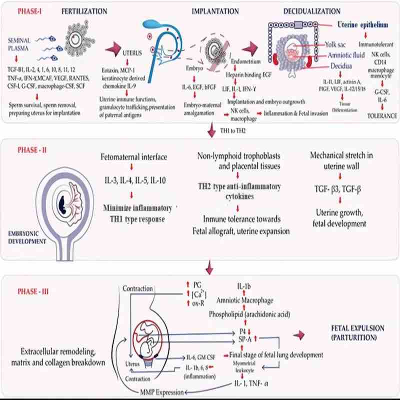 Test d'analyseur de cytokines clia