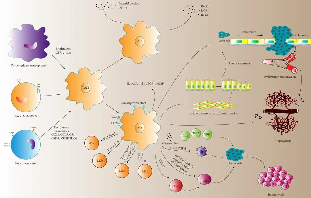 Microenvironnement tumoral - Comment les cytokines agissent-elles comme régulateurs du développement tumoral ?